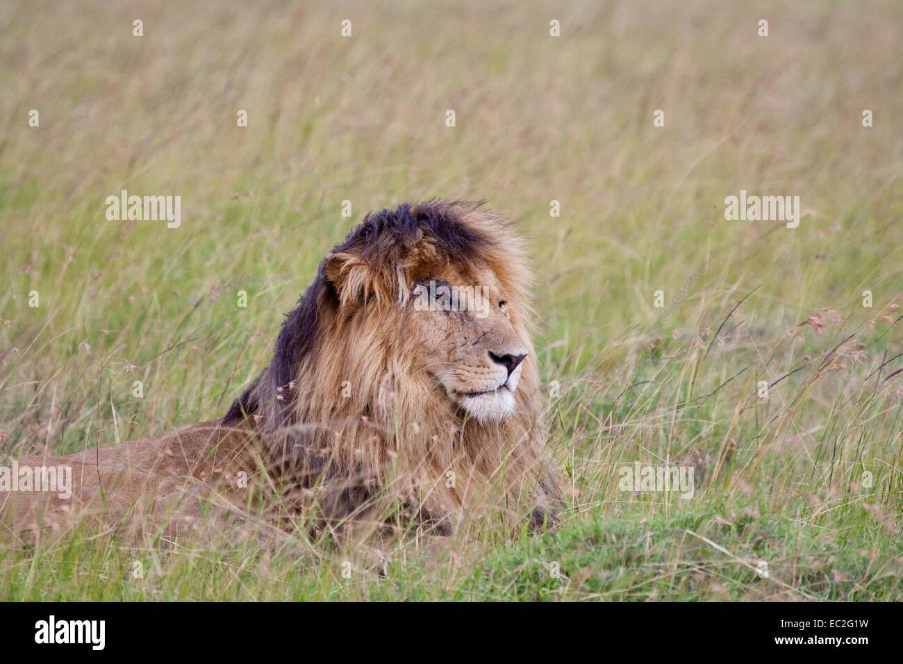 Löwe "Scar" der Sumpf stolz, Masai Mara, Kenia Stockfoto