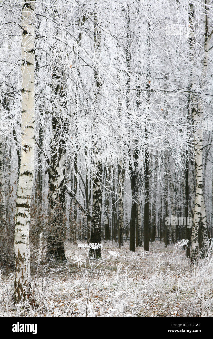 Schnee, Bäume und Rasen im Herbst Stockfoto