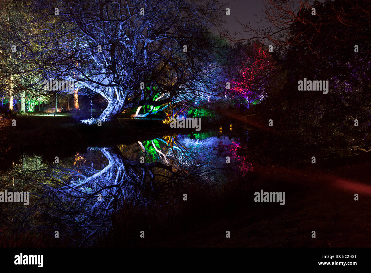 Verwunschene Wälder, Syon Park, London - Dezember 2014 Stockfoto