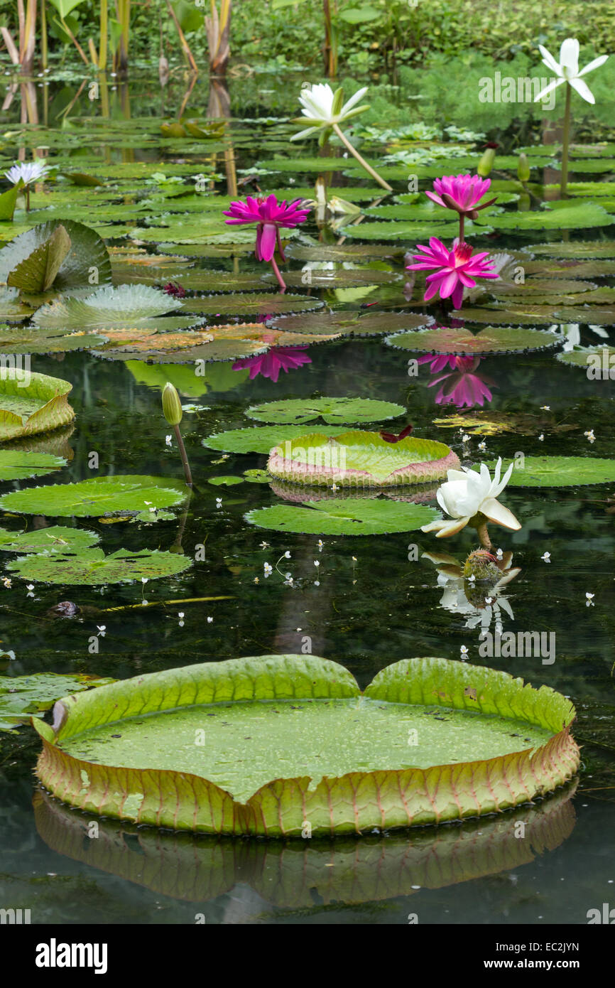 Seerosen Bluhen Und Grosse Schwimmende Seerose Victoria Blatter In