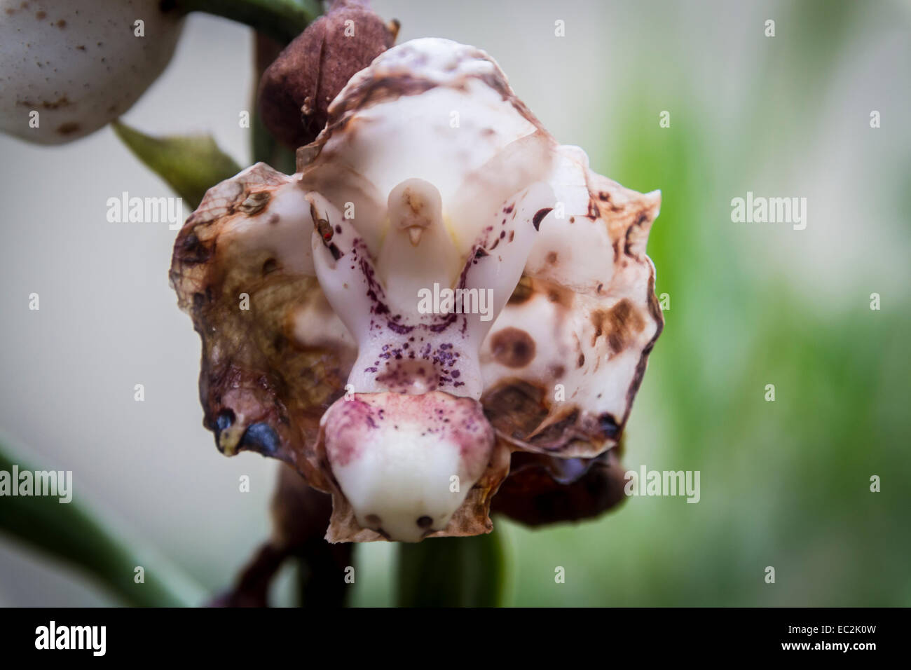 Peristeria Elata Verfall verfallenden Blume Orchidee Stockfoto