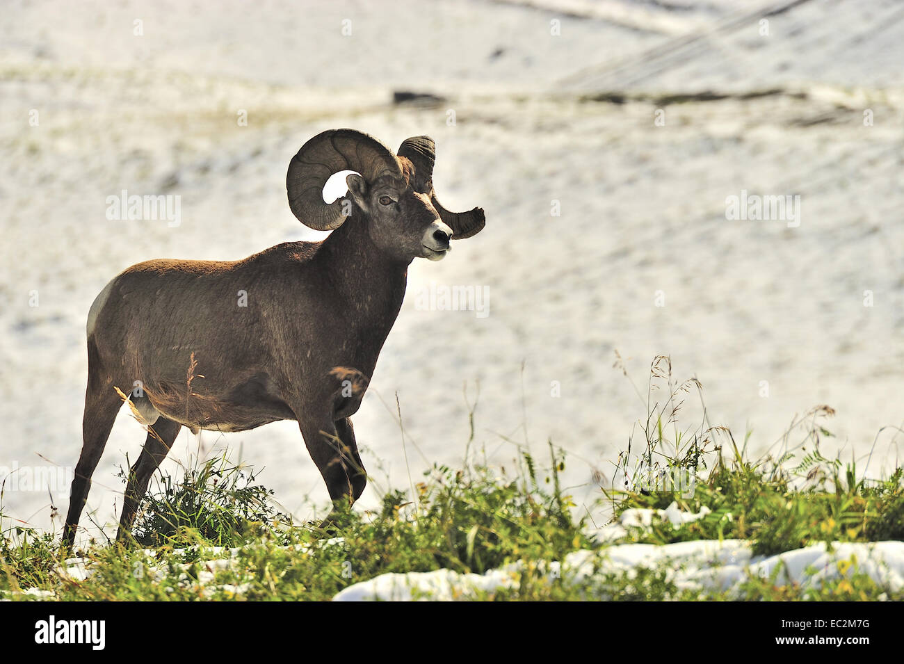 Bighorn Ram stehen in einigen tiefgrünen Rasen Stockfoto