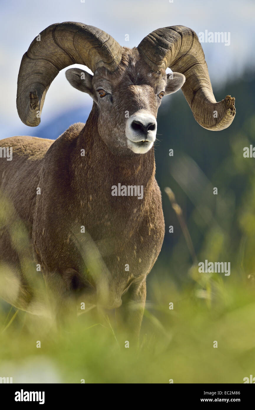 Ein Portraitbild eines wilden Bighorn RAM Stockfoto