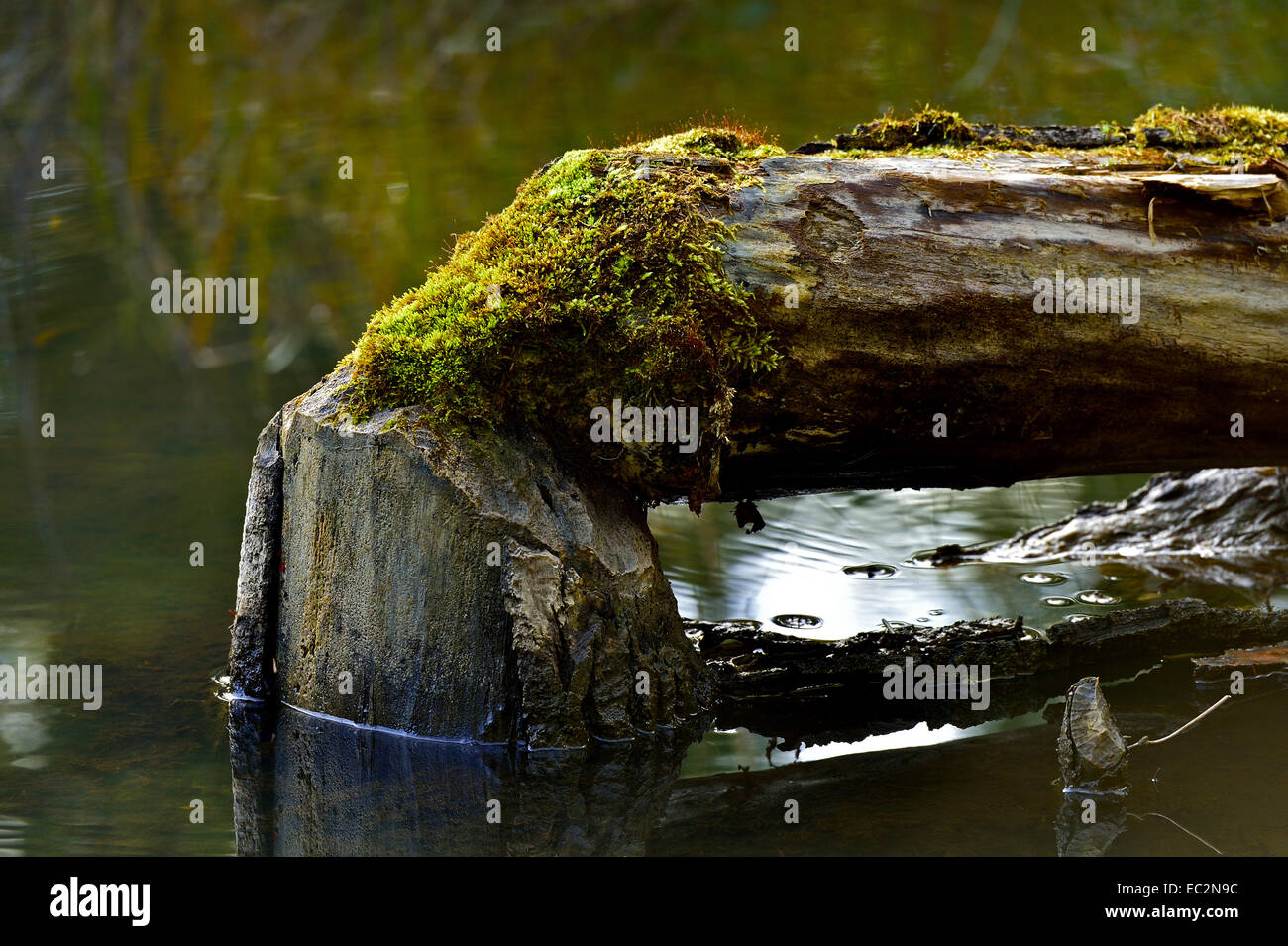 Ein Baum, der durch Biber geschnitten wurde legt, Fäulnis und Moos auf ihm wachsen, wie es in die Biber Teich zerfällt hat Stockfoto