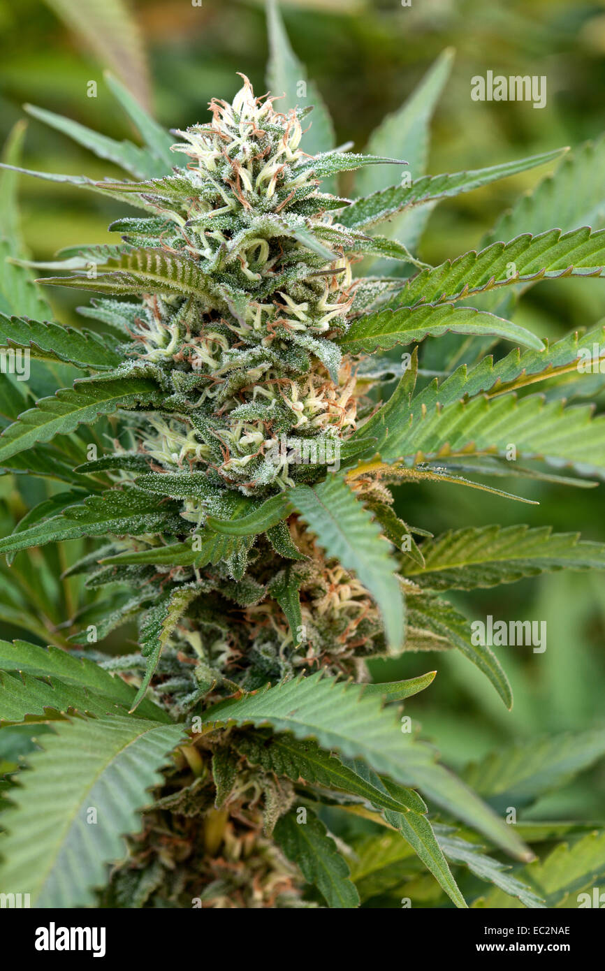 "Bubba Kush" Indica-dominante Cannabis-Sorte, blühende Pflanze. Stockfoto