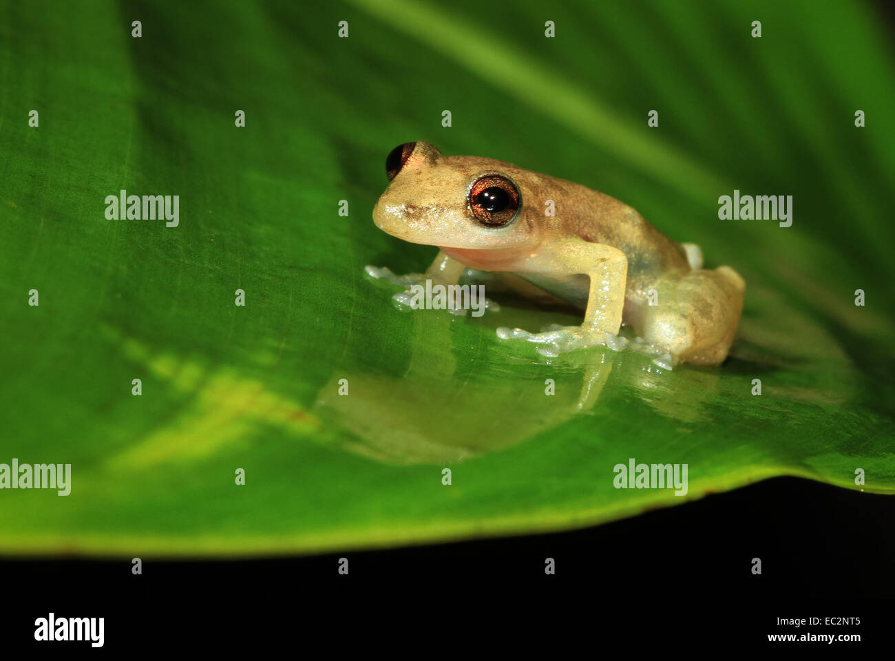 Stauffer Treefrog (Scinax Staufferi) im Süden von Belize Stockfoto