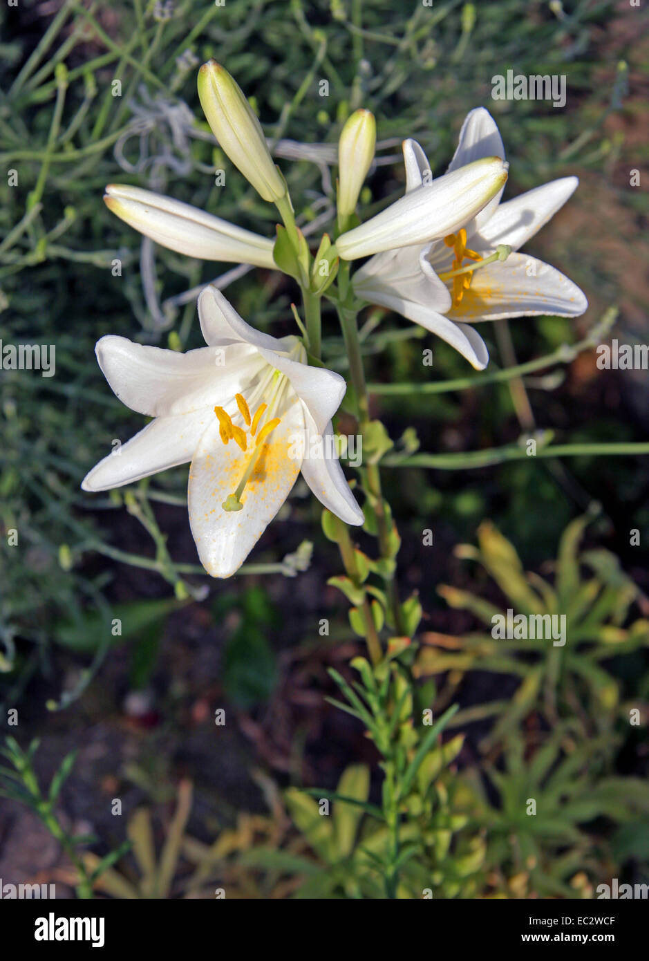 Lilium Candidum. Stockfoto