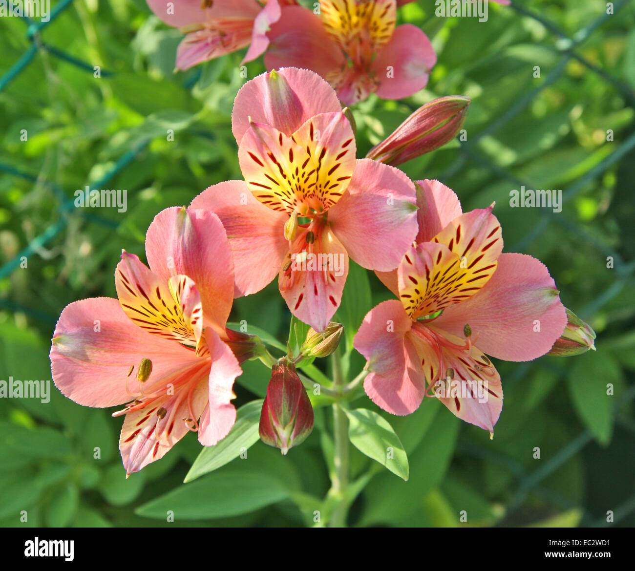 Alstroemeria. Alstroemeria "Saturne". Peruanische Lilie oder Lilie der Inkas. Stockfoto