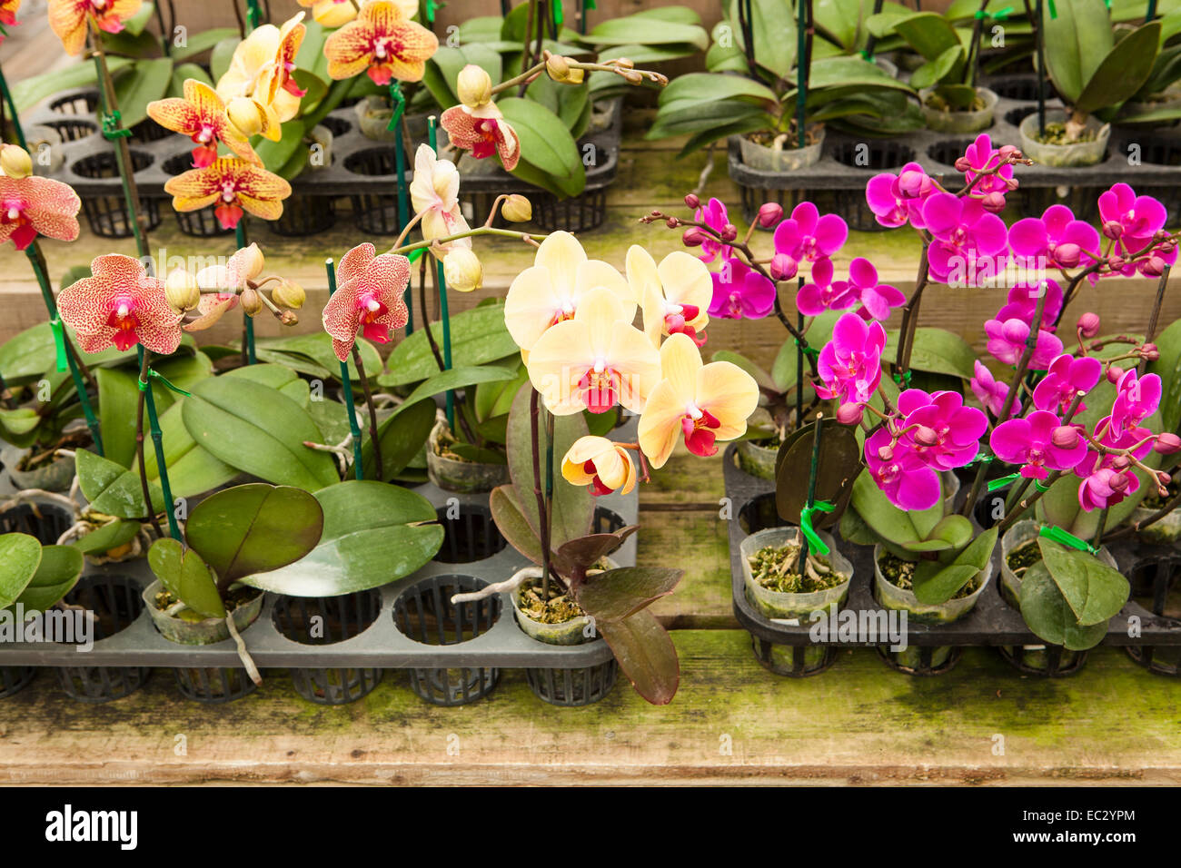 Phalaenopsis-Orchideen, Gallup und Stribling Orchideen, Carpinteria, Kalifornien, Vereinigte Staaten von Amerika Stockfoto