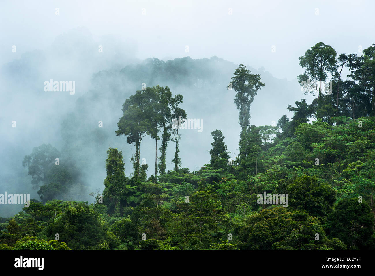 Regenwald in Mindanao Stockfoto