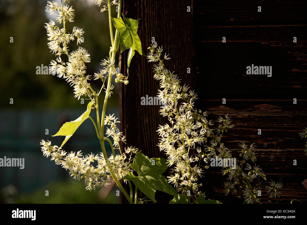 Weiße Blumen auf der hölzernen Wand Stockfoto