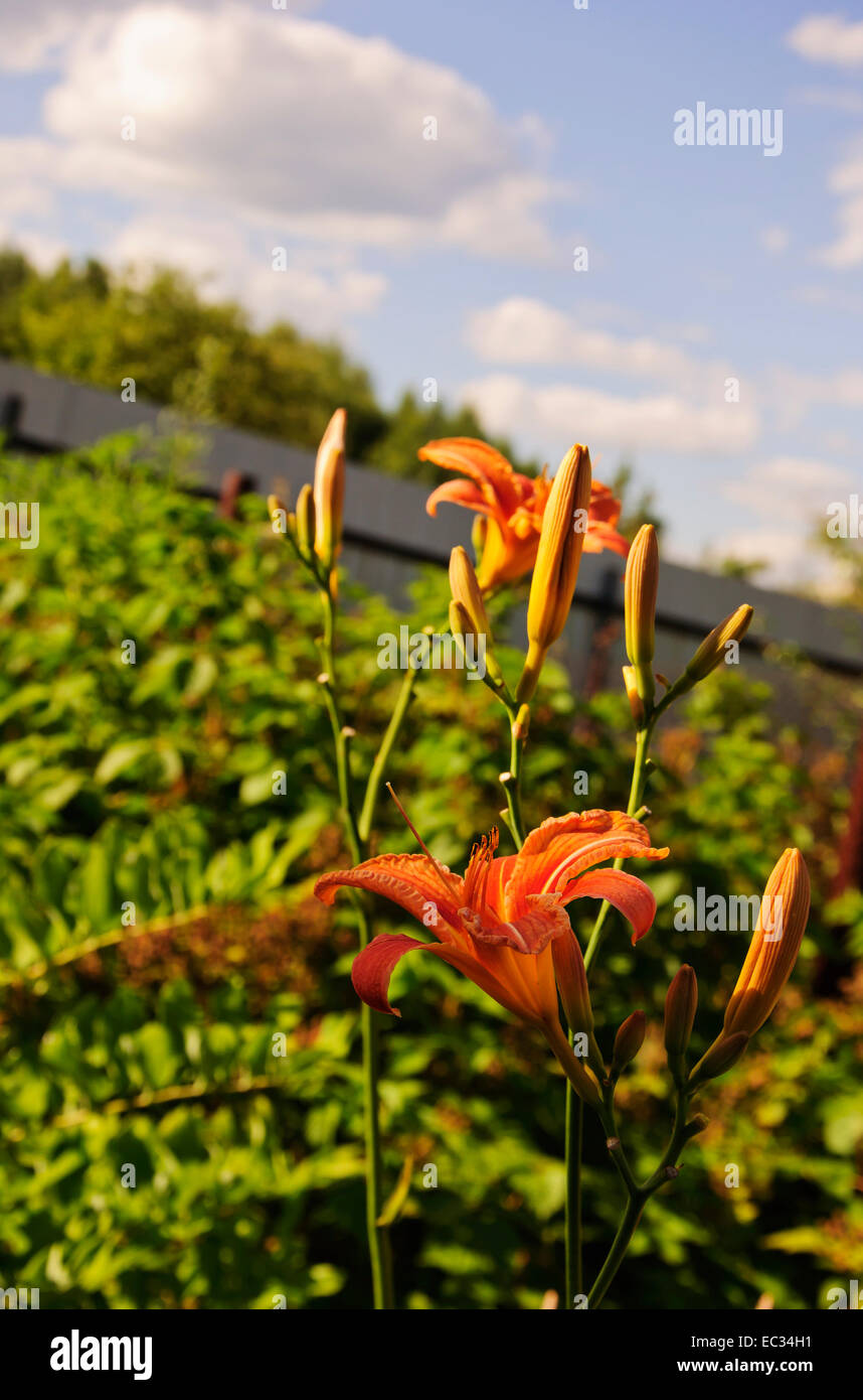 Rote hemerocallis Knospen Stockfoto