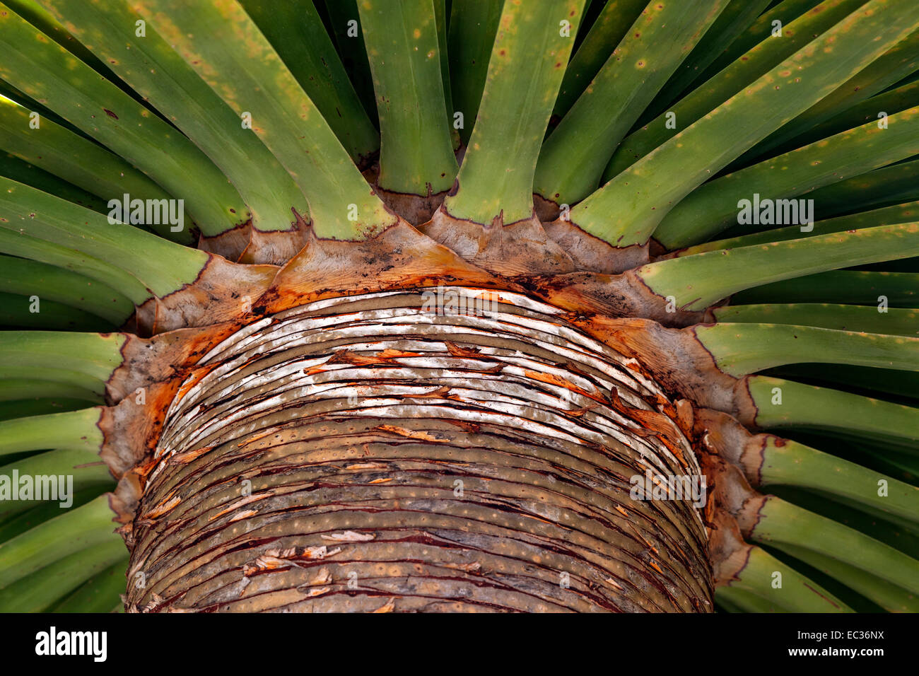 Kanarischen Inseln Drachenbaum (Dracaena Draco), Stengel und Blätter, La Gomera, Kanarische Inseln, Spanien Stockfoto