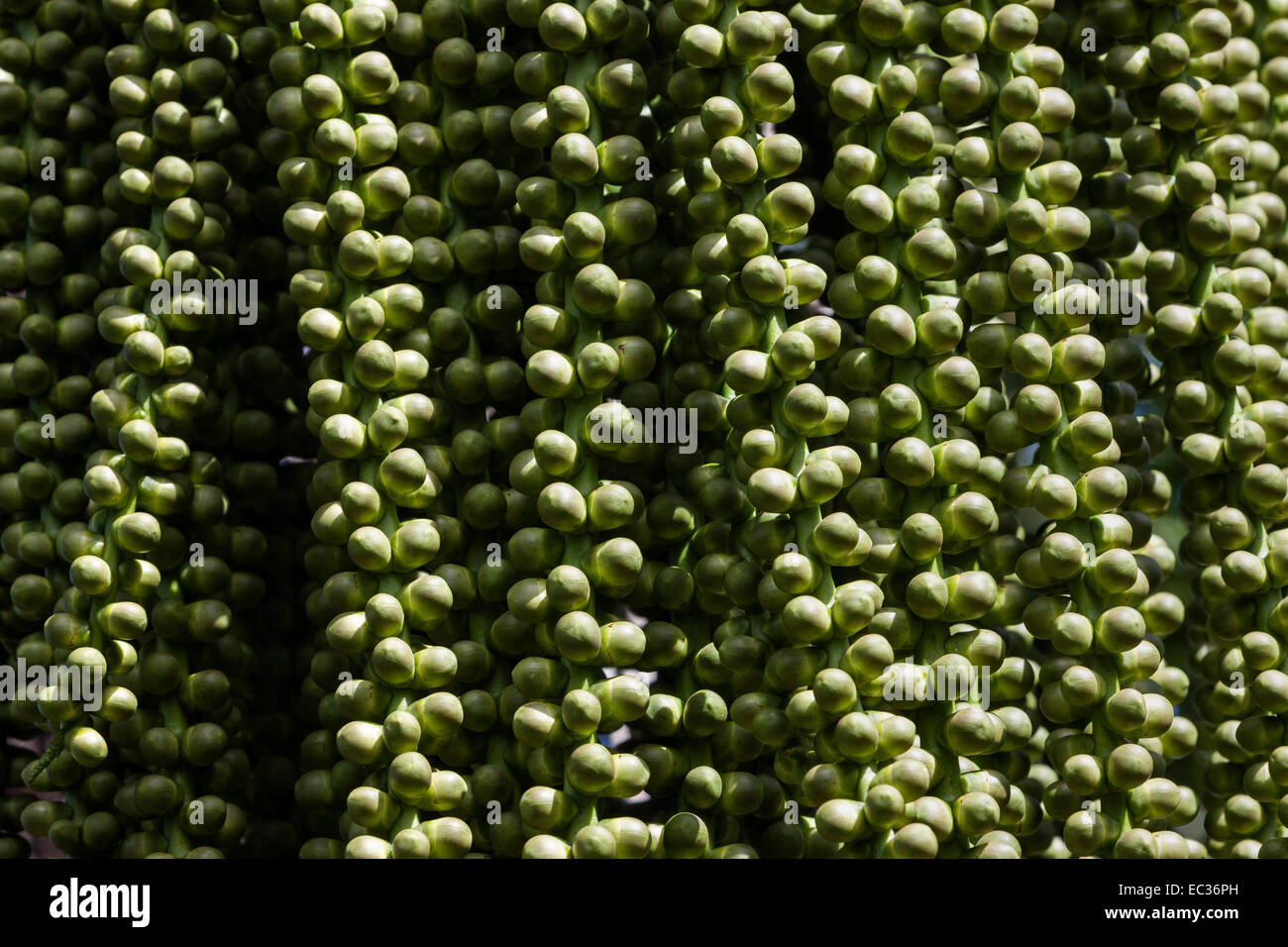 Früchte einer Dattelpalme, Reunion, Frankreich Stockfoto