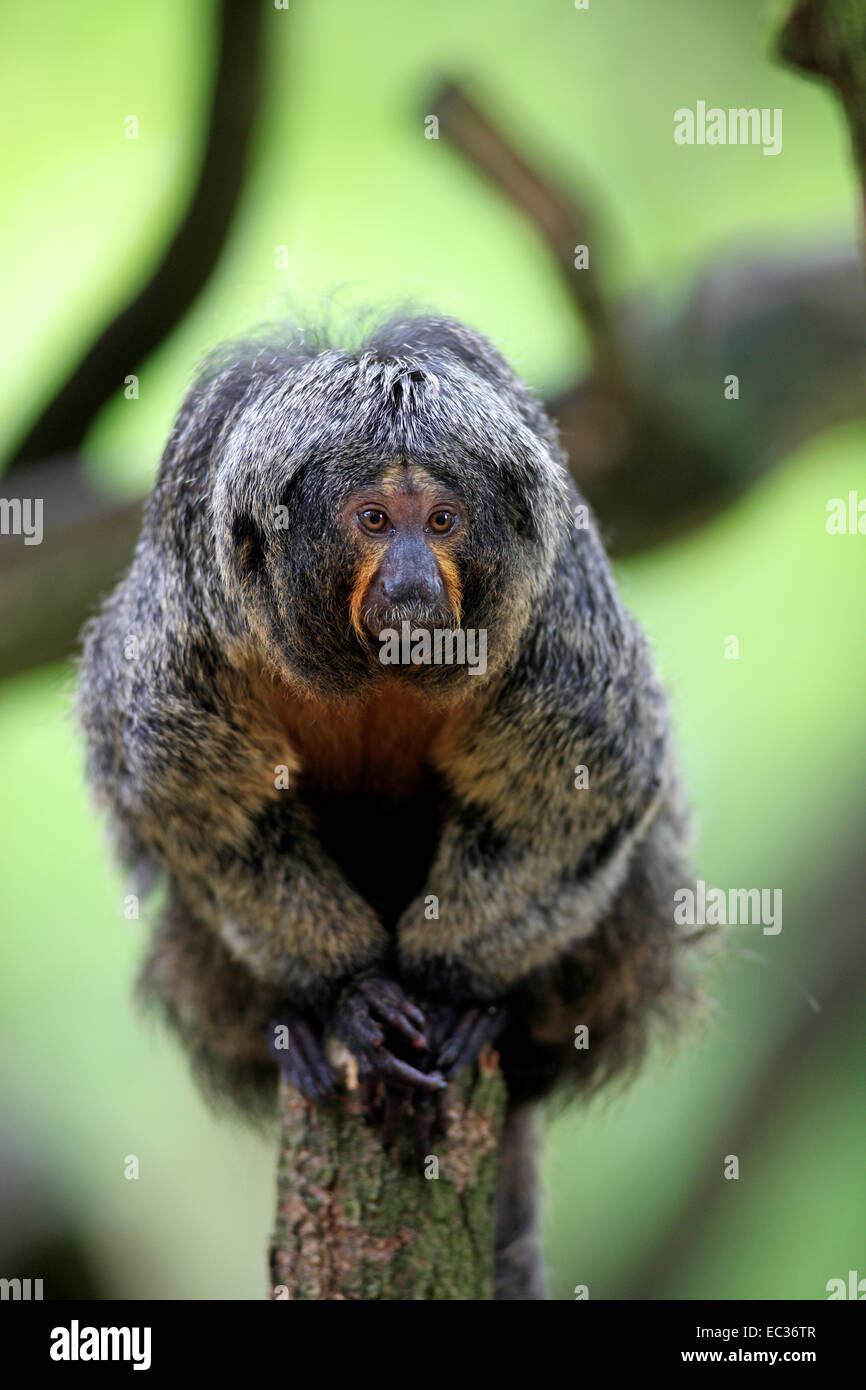 Neuweltaffen -Fotos Und -Bildmaterial In Hoher Auflsung Alamy