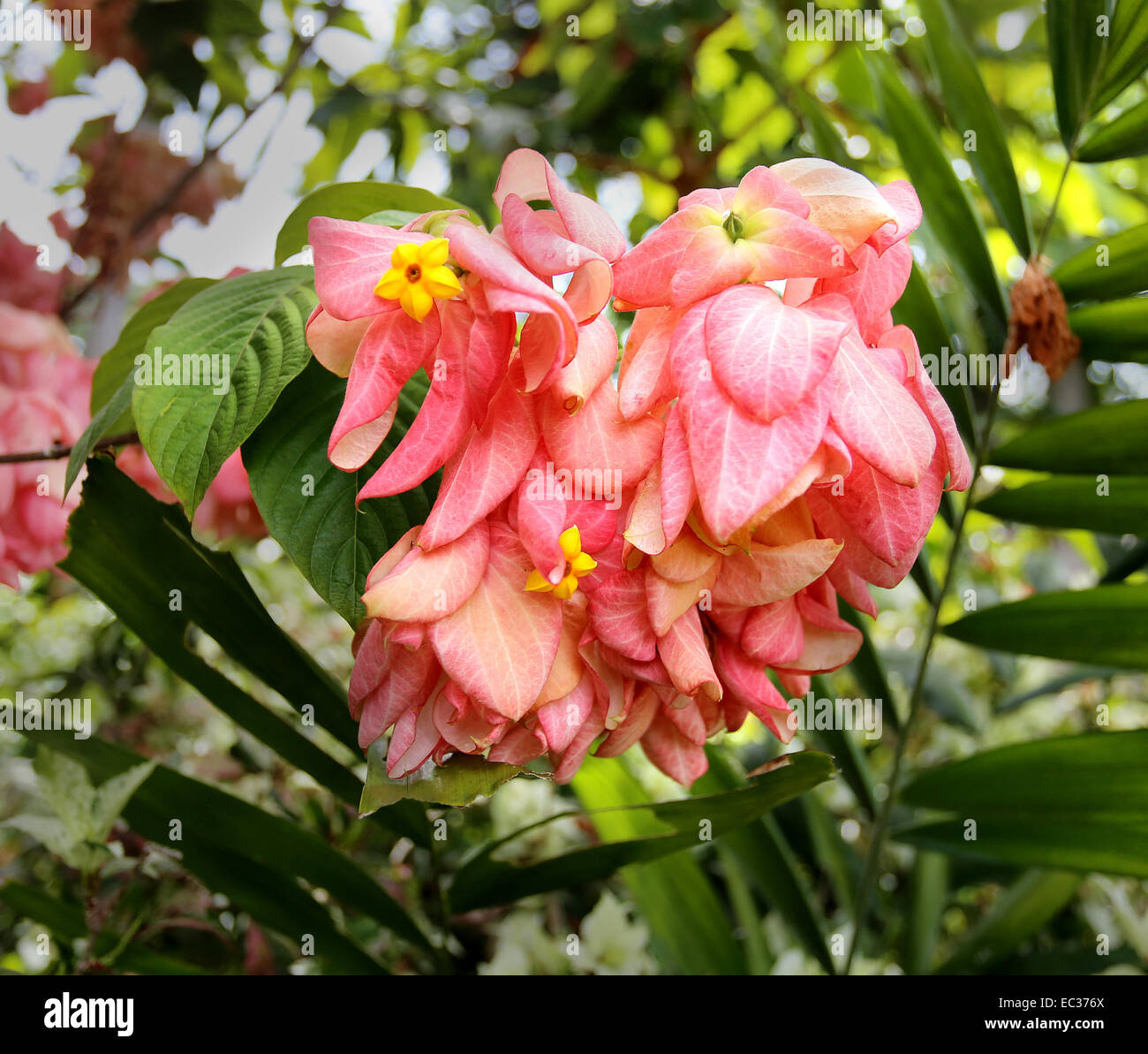 Foto-rosa schönen tropischen Blüten und Blätter im Laufe des Tages Stockfoto
