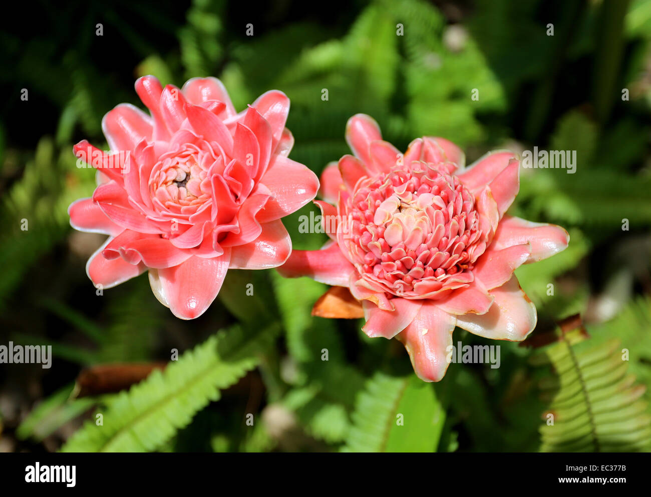 eine schöne rosa Tropenblumen sonnenbeschienenen Foto Stockfoto