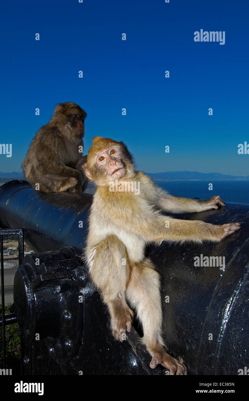 Berberaffen (Macaca Sylvanus) auf eine Kanone, Gibraltar, Britische überseegegend, Iberische Halbinsel, Europa Stockfoto