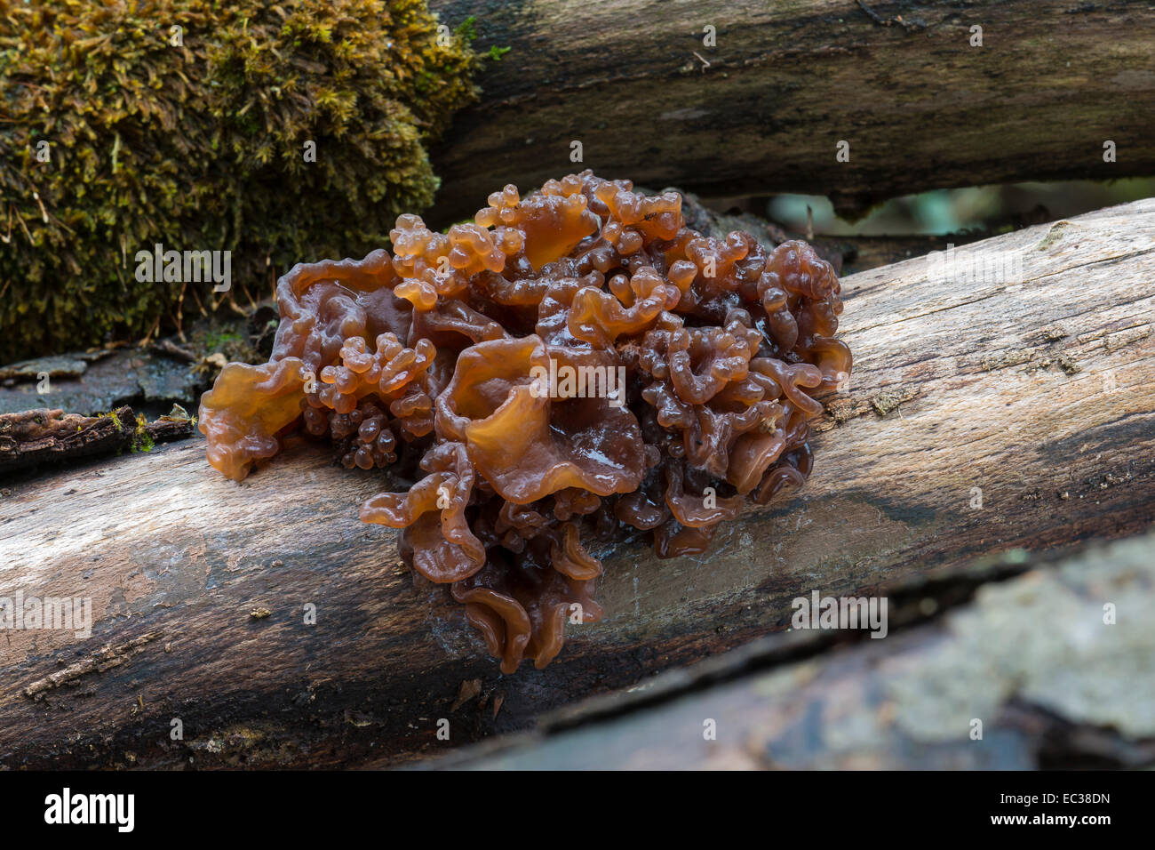 Grünen Gehirn (Tremella Foliacea) Fruchtkörper Körpern auf Toten Holz, Naturschutzgebiet Mönchbruch, Hessen, Deutschland Stockfoto