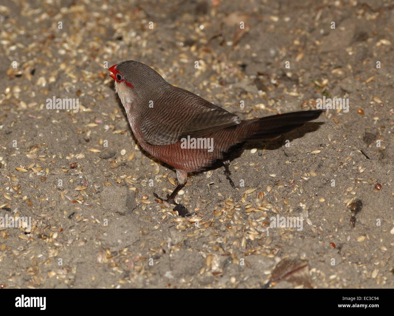 Sankt Helena oder gemeinsame Wellenastrild (Estrilda Astrild), ursprünglich aus sub-Sahara-Afrika Stockfoto