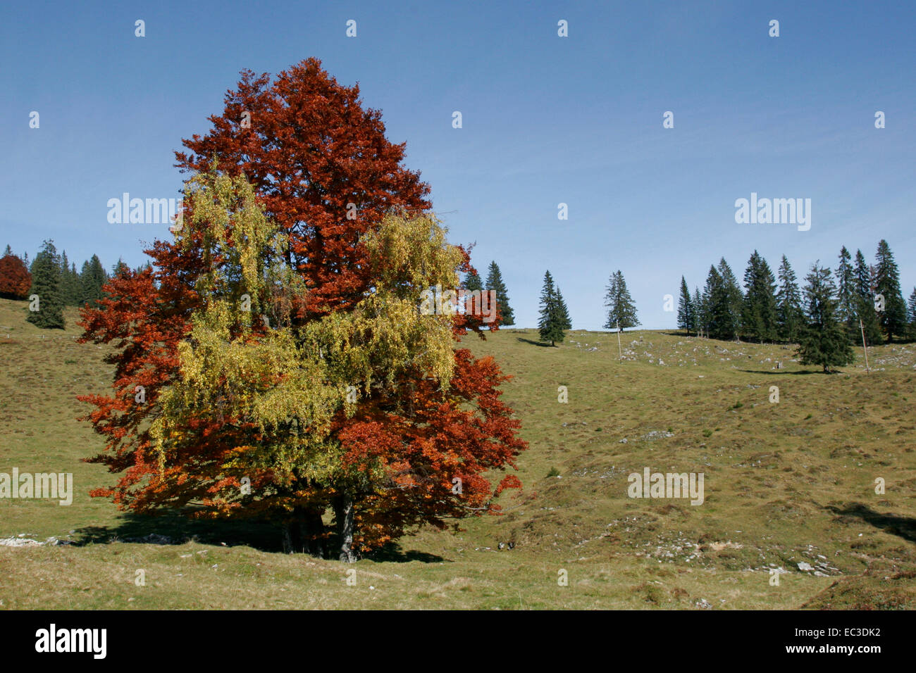 Gruppe von Bäumen im Herbst Österreich Stockfoto