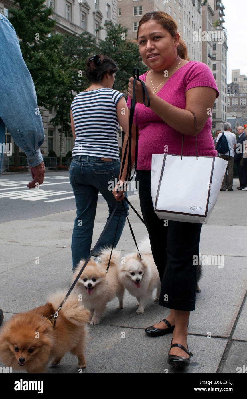 Frauen gehen Hunde auf der 5th Avenue im Central Park, Manhattan, New York City. USA. Die meisten Menschen, die Haustiere besitzen eine Menge sorgen ihre Stockfoto