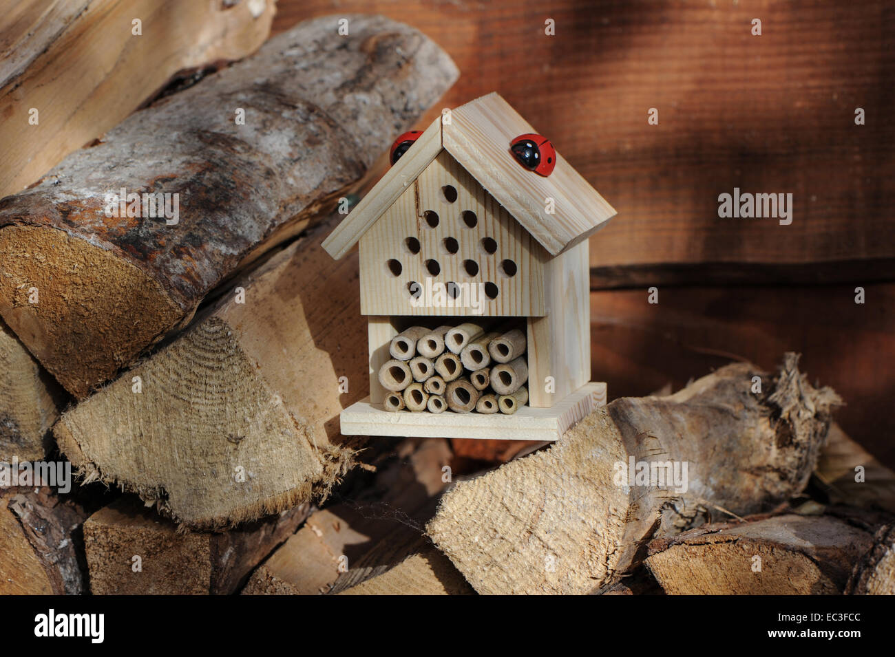 Ein Marienkäfer und Insekt, die auf einem Haufen Baumstämme brüten Stockfoto