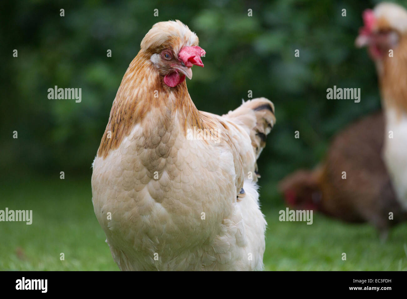 Sulmtaler Huhn Stockfoto