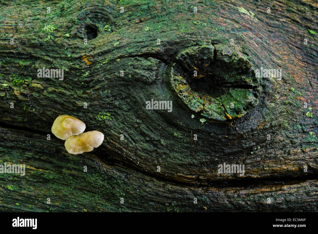 Pilze wachsen aus einer Spaltung in einen umgestürzten Baum. Stockfoto