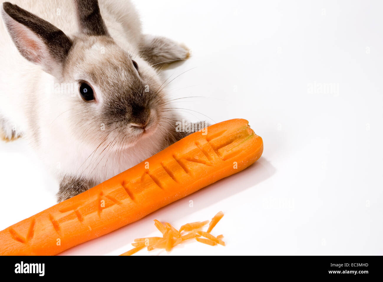 Hase mit karotte -Fotos und -Bildmaterial in hoher Auflösung – Alamy
