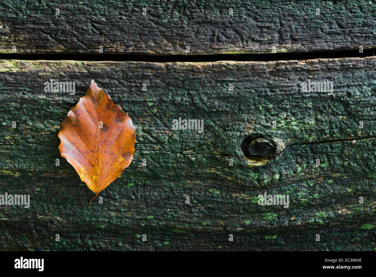 Buche Herbst Blatt auf einem faulenden Baumstamm. Stockfoto