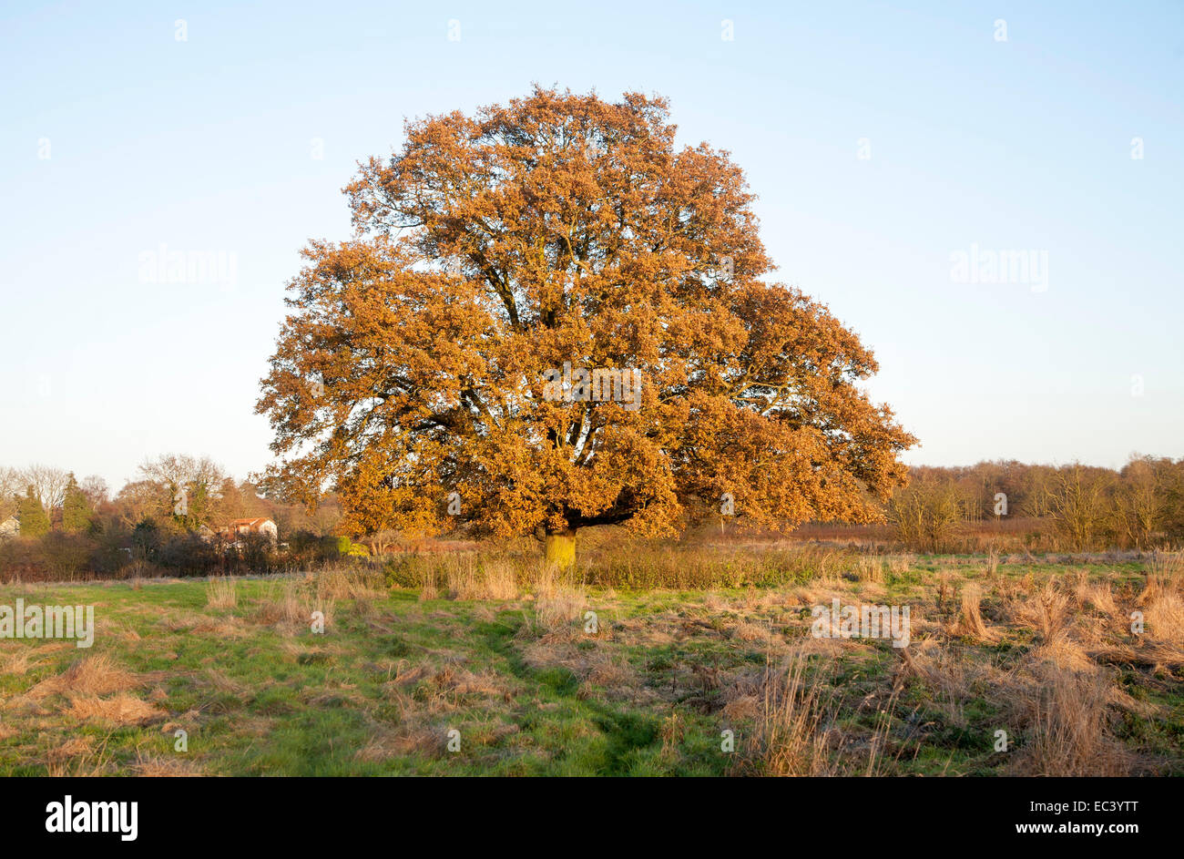 Einzelne Eiche mit goldenen braunen Blätter im Winter Anfang Dezember, Sutton, Suffolk, England, UK Stockfoto