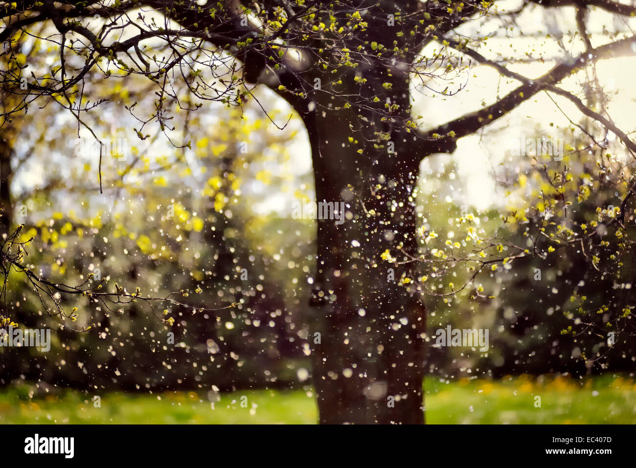 Cottonwood Tree Pollen Stockfotos und bilder Kaufen Alamy