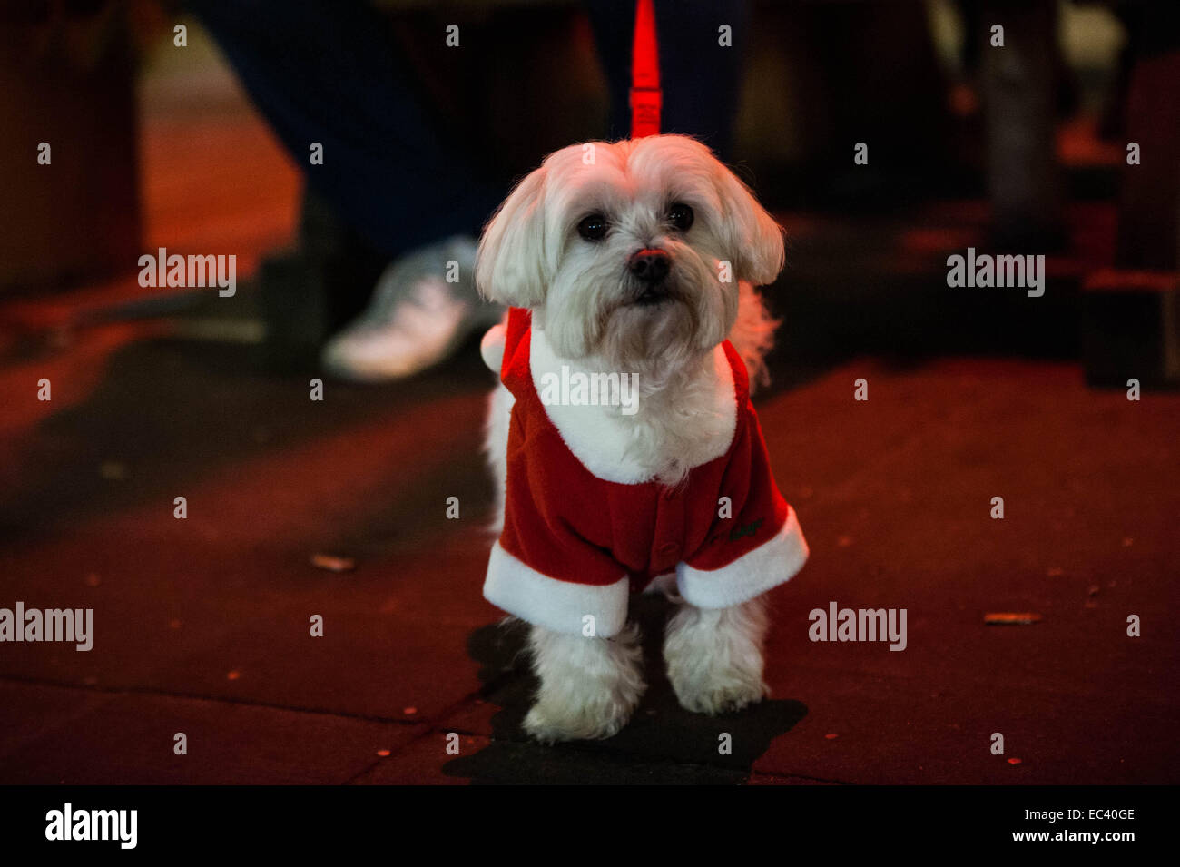 London, UK. 8. Dezember 2014. Leute, die Spaß im Winter-Wunderland im Hyde Park, London Credit: Giulia Fiori/Alamy Live News Stockfoto