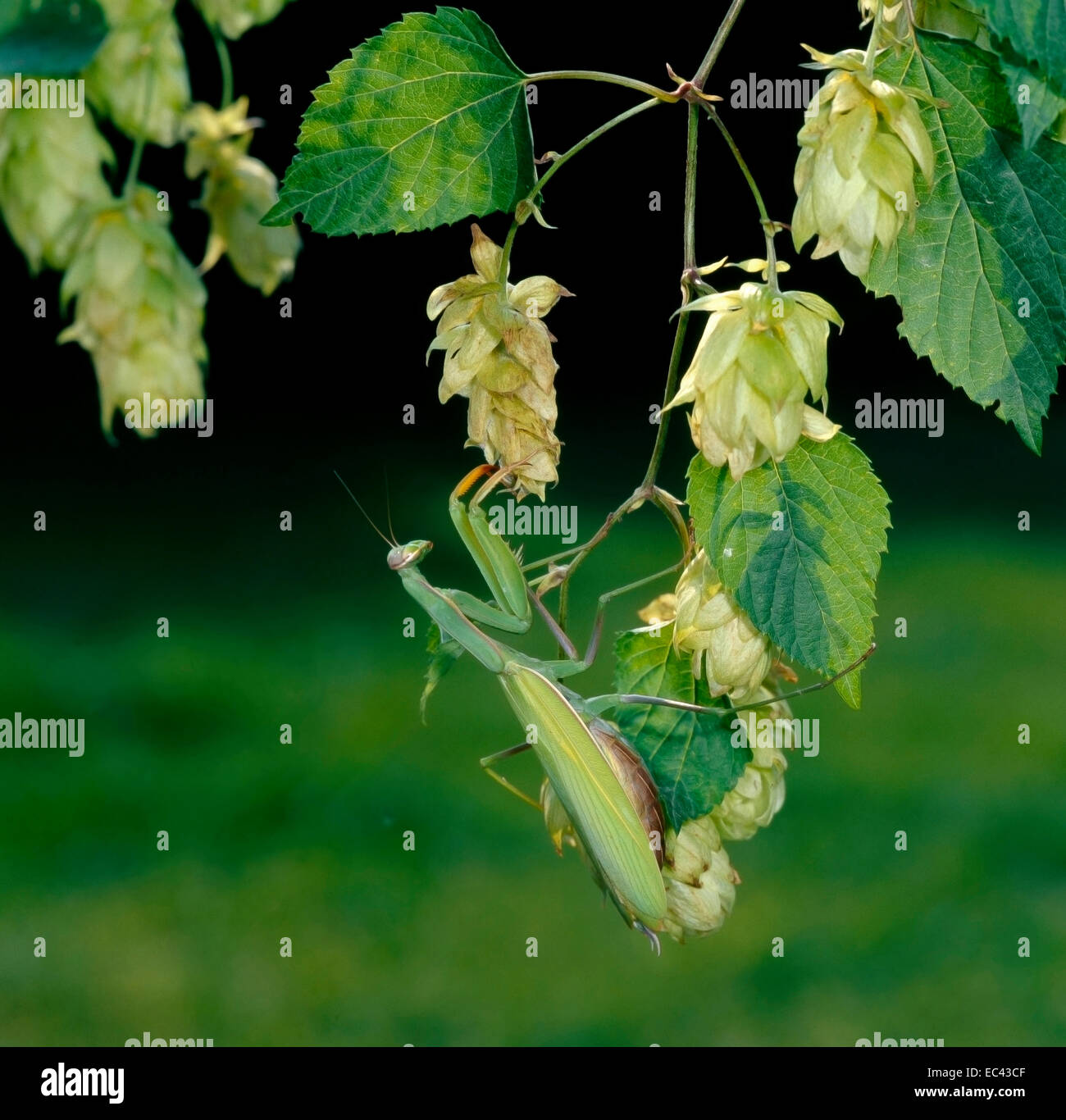 Mimikry-Gottesanbeterin (Mantis Religiosa) weibliche getarnt, zwischen die Blätter und Blüten des Hopfens Stockfoto