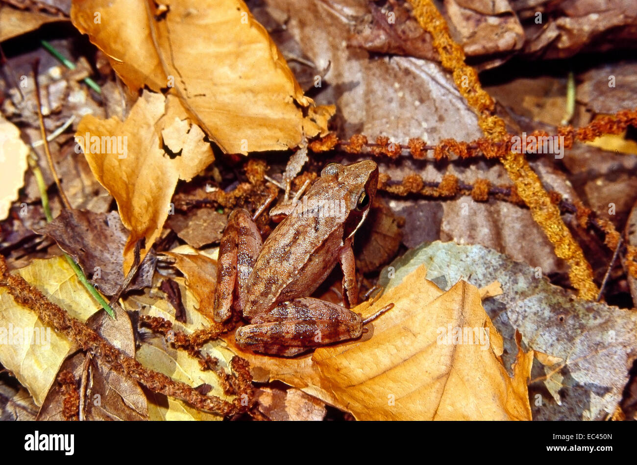 Mimikry - italienischer Springfrosch (Rana Latastei) getarnt unter dem Wurf von gefallenen Blättern im Unterholz Stockfoto