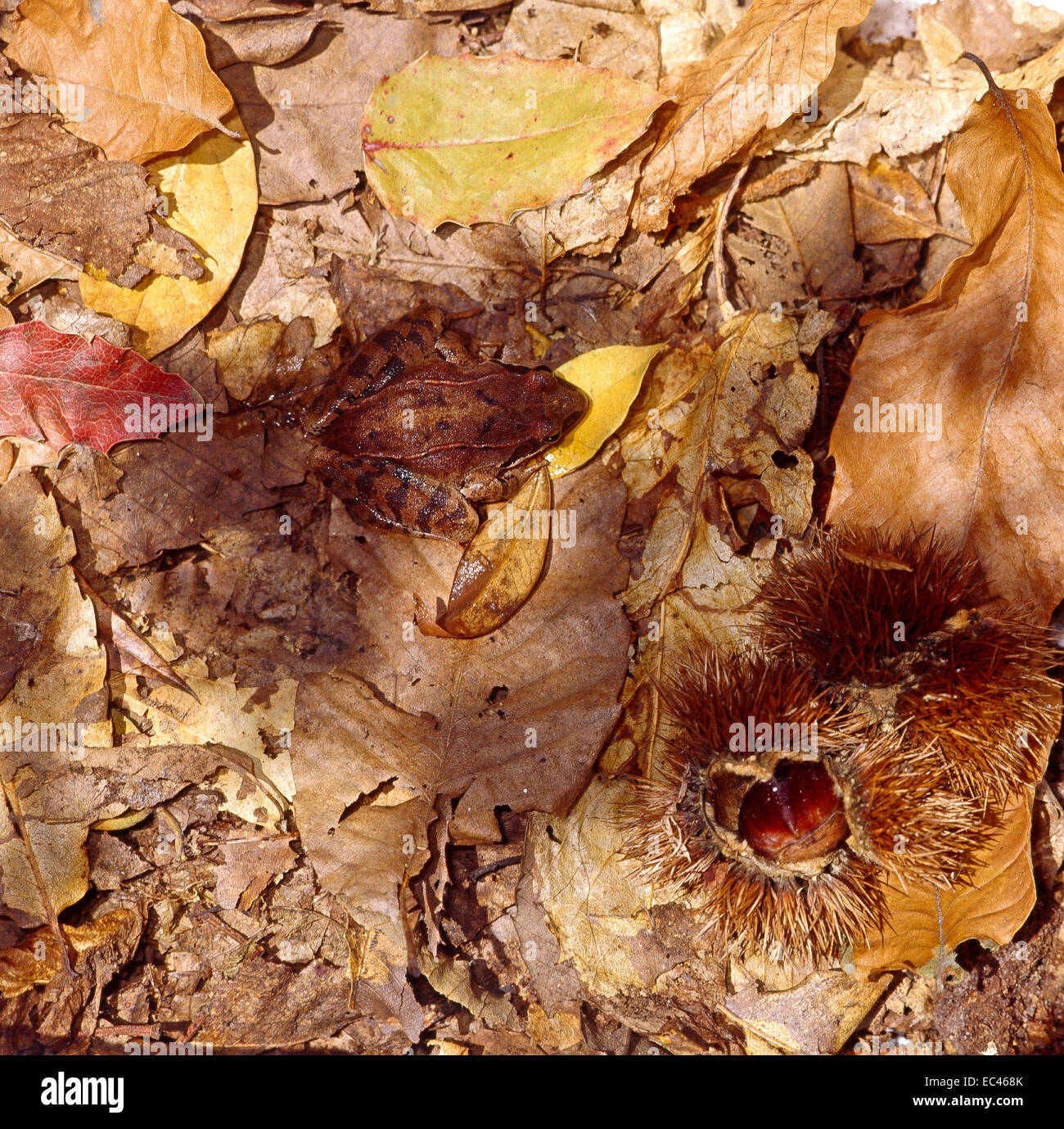 Mimikry - Springfrosch (Rana Dalmatina) Mimikry in Laubstreu im Unterholz Stockfoto