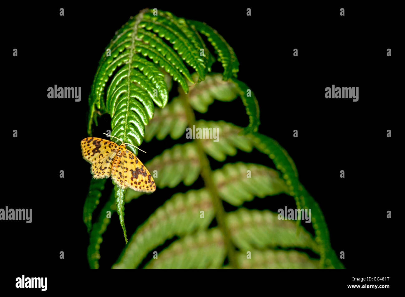Pyralid Motte, Schnauze Motte, Nebelwald Anden, Ecuador Stockfoto