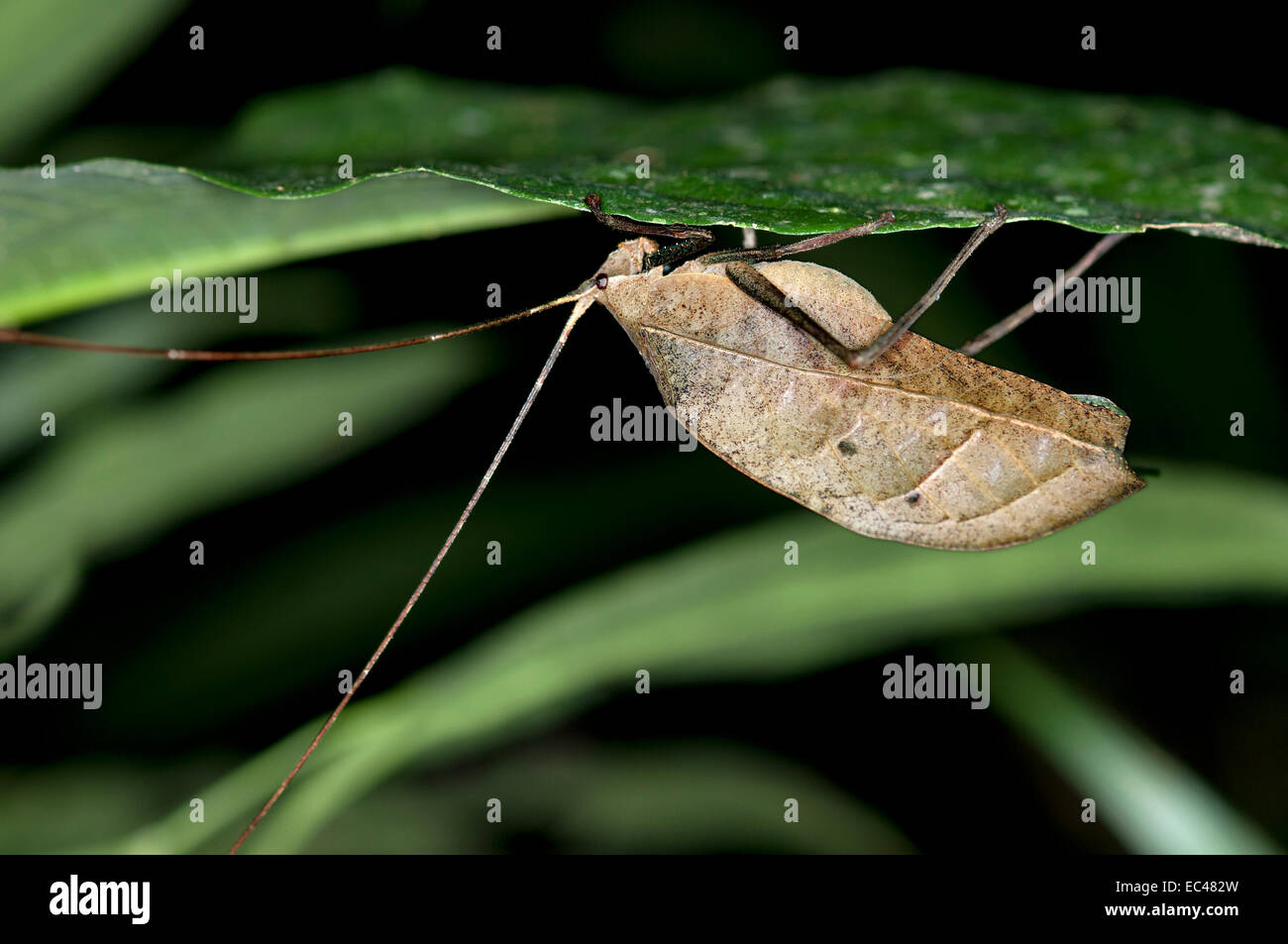 Tote Blatt Bush Cricket, Yasuni-Nationalpark in Ecuador Stockfoto