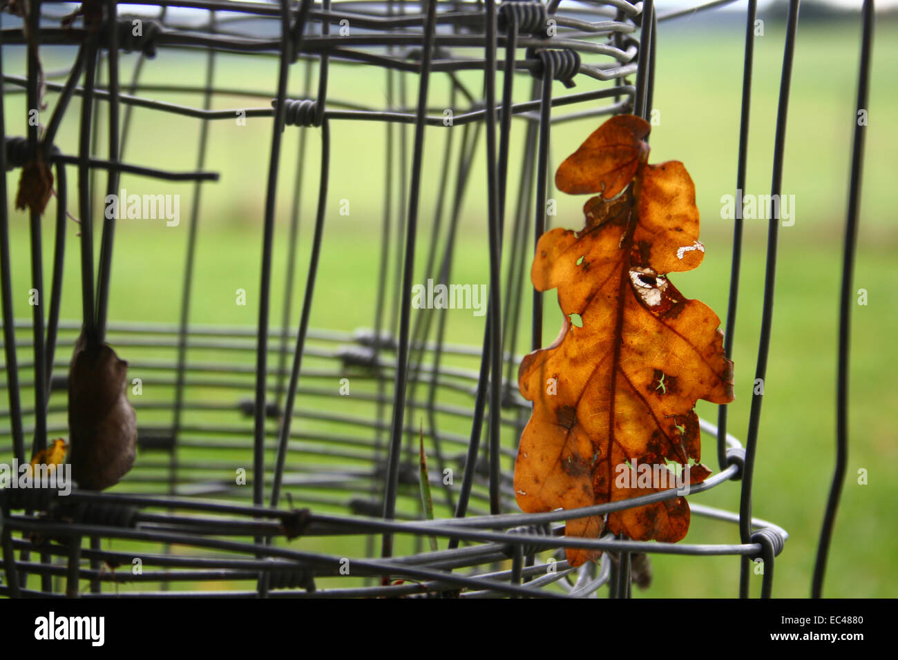 Gefangen im Zaun Stockfoto