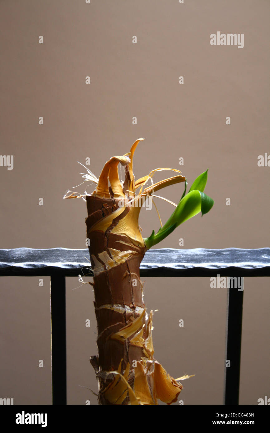 Fragile but alive Stockfoto