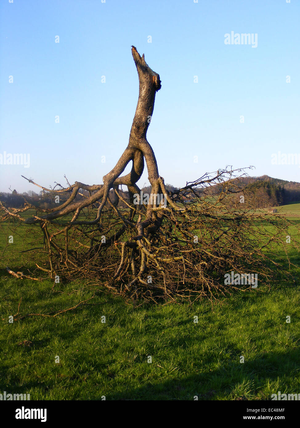 Klimakatastrophe, Klimawandel, Baum Stockfoto