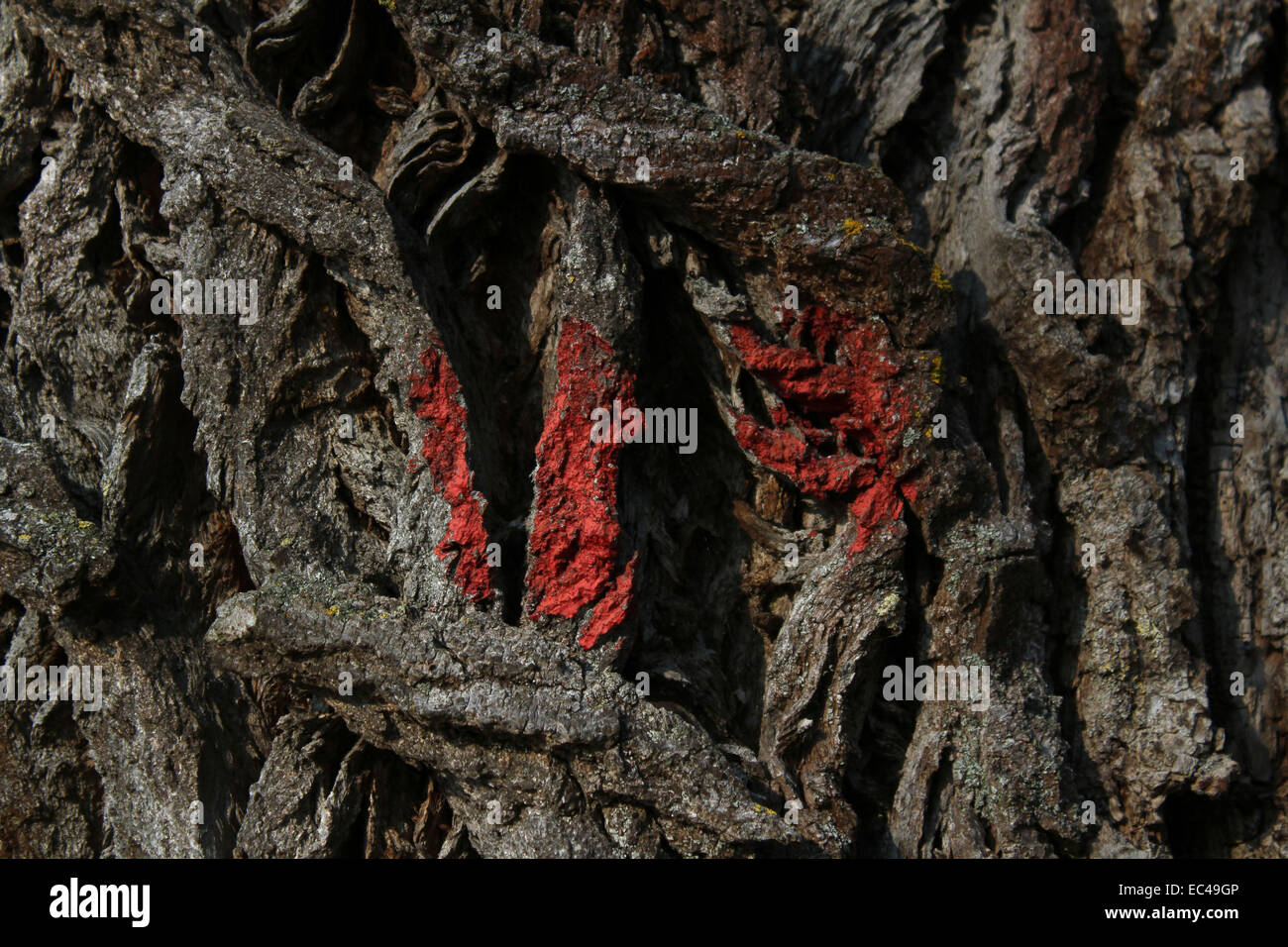 Einen alten Baum mit roter Farbe markiert Stockfoto