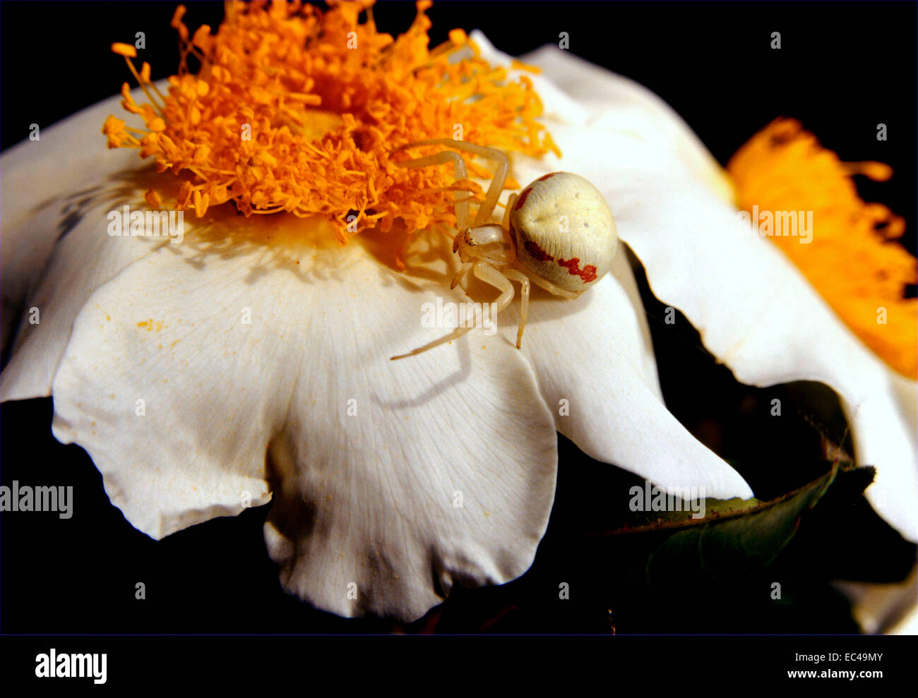 Mimikry - Blume Krabbenspinne (Misumena Vatia) getarntes auf weiße rose Blume Stockfoto
