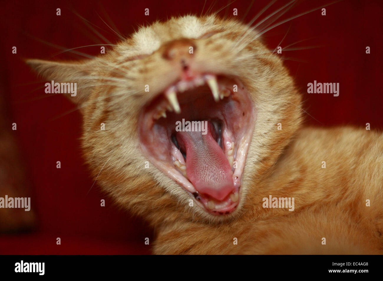 Gähnende Katze Stockfoto