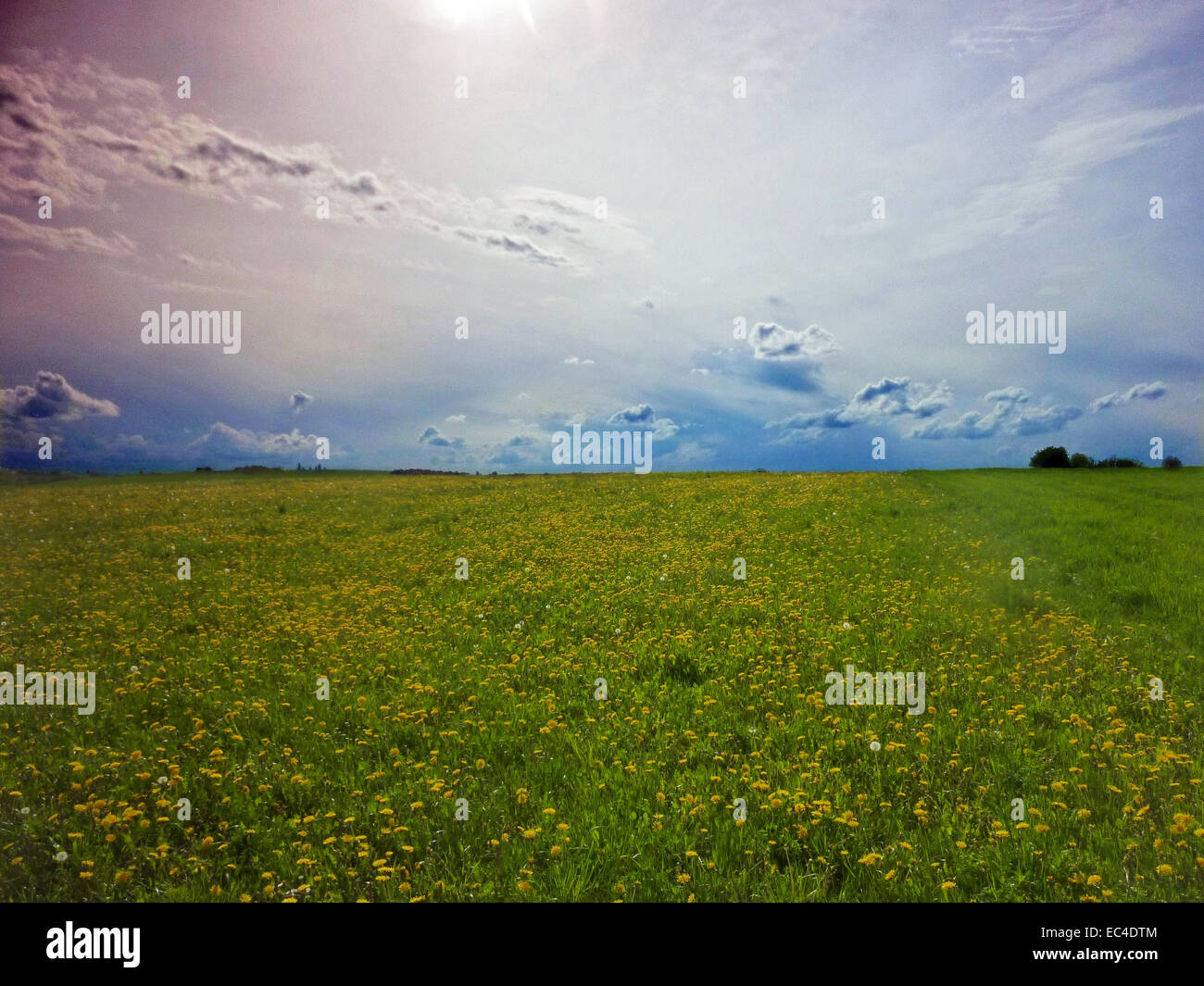 Himmel mit Wiese im Sommer mit Gewitter Tendenz Stockfoto