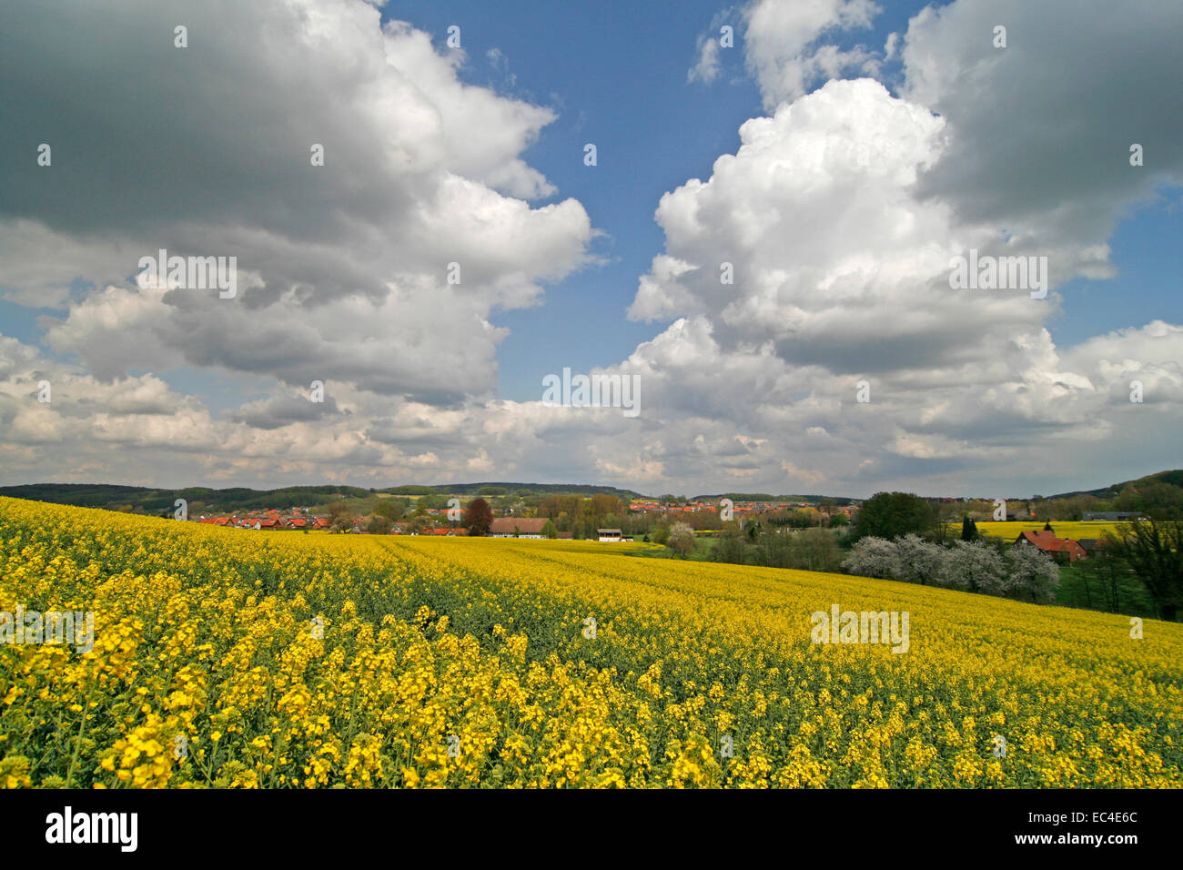 Rapsfeld im Frühling, Hagen, Niedersachsen, Deutschland, Europa Stockfoto