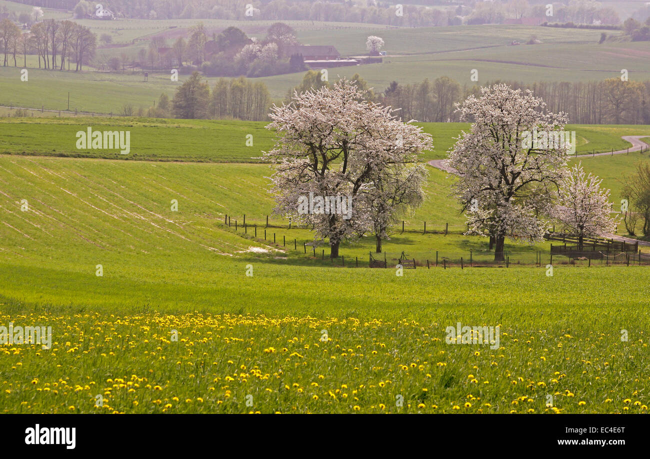 Frühlingslandschaft mit Kirschbäumen in Hagen, Niedersachsen, Deutschland, Europa Stockfoto