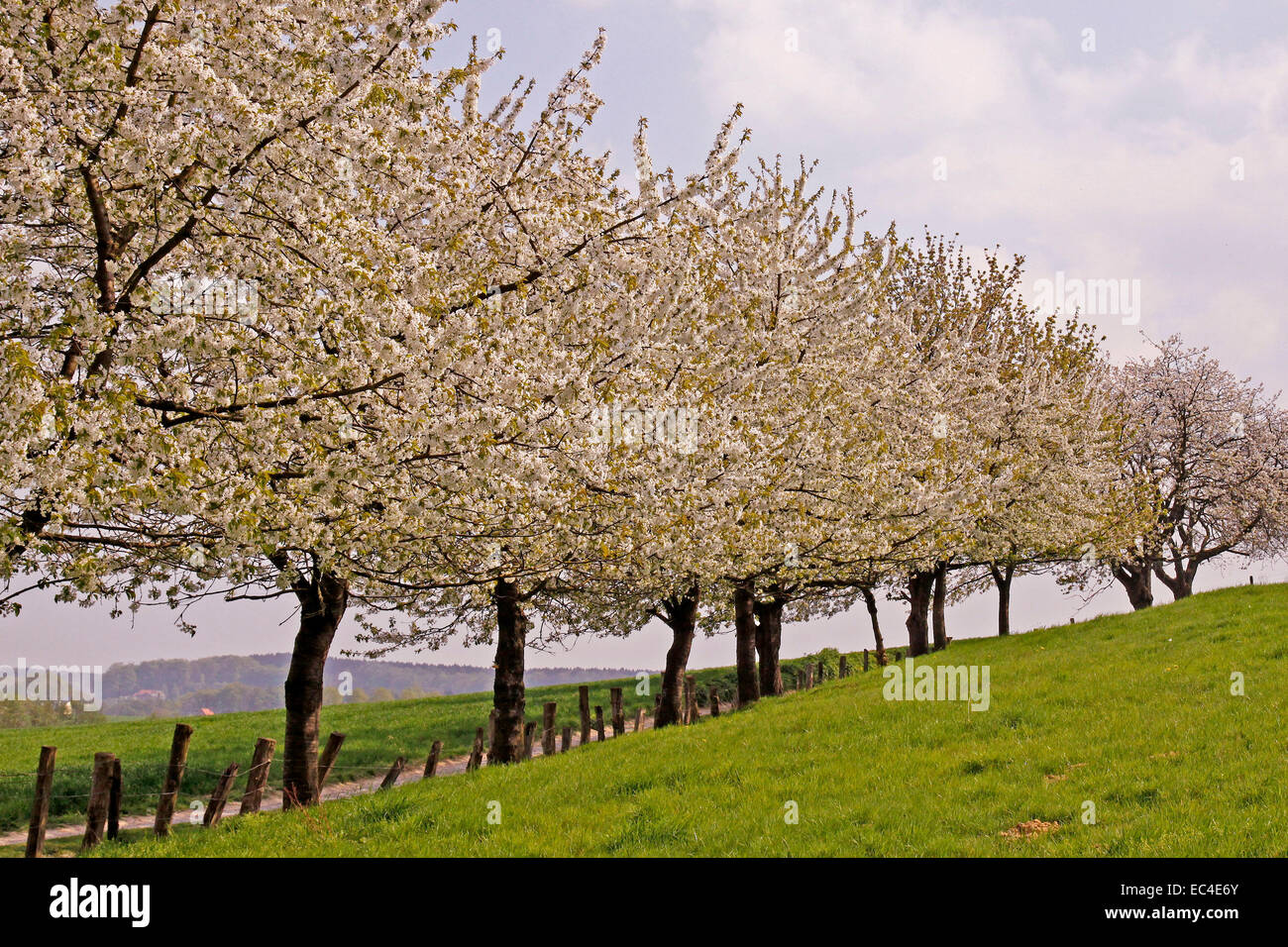 Wanderweg mit Kirschbäumen in Hagen, Niedersachsen, Deutschland, Europa Stockfoto