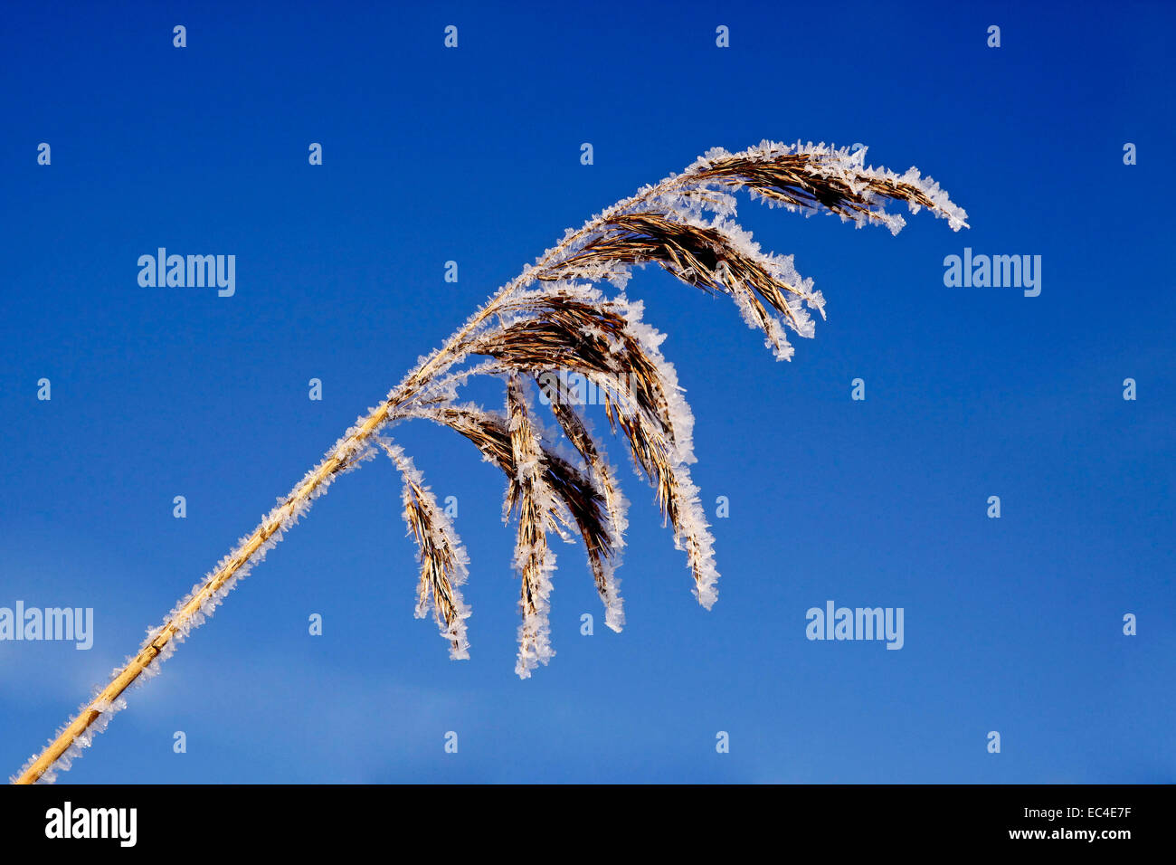 Gemeinsamen Reed im Winter, Deutschland Stockfoto